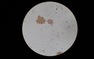 Spotkanie z biologią na Dniach Akademickich